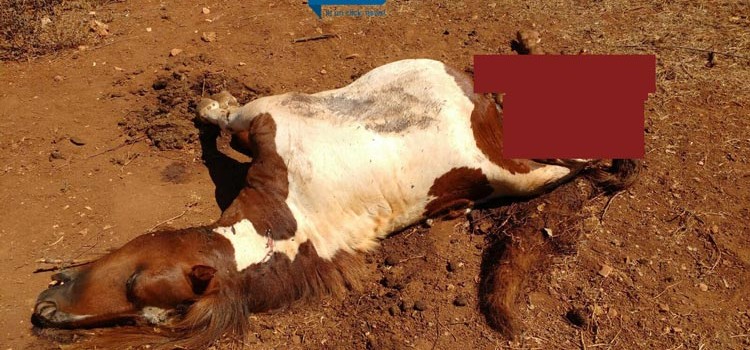 Raid dei lupi, sbranati un cavallo ed un asino