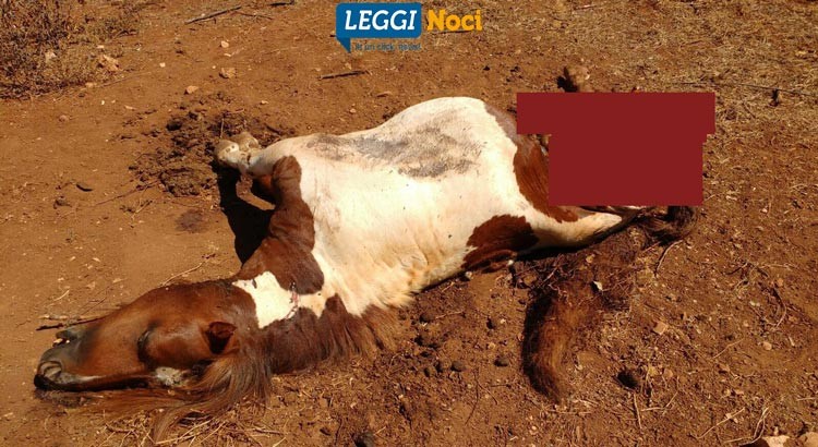 Raid dei lupi, sbranati un cavallo ed un asino