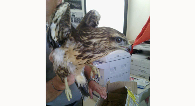 Salvato esemplare di Falco di Palude Salvato esemplare di Falco di Palude