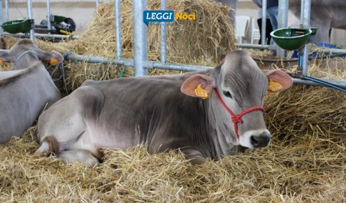 Zootecnia: Noci la vetrina del Centro-Sud