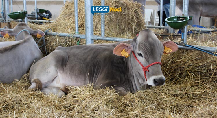 Zootecnia: Noci la vetrina del Centro-Sud