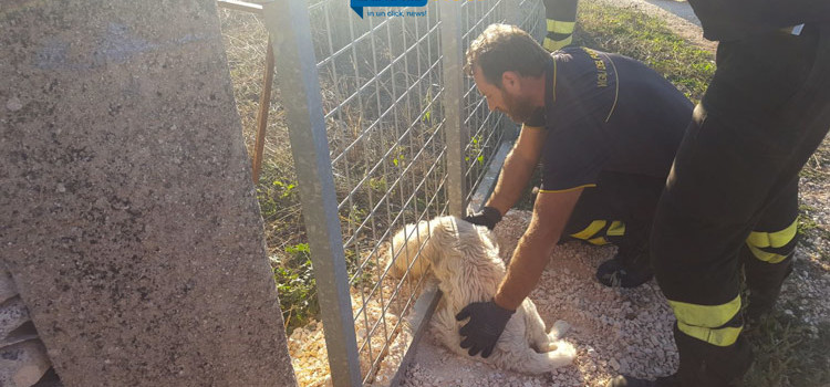 VvF salvano cucciola a Lamadacqua VvF salvano cucciola a Lamadacqua