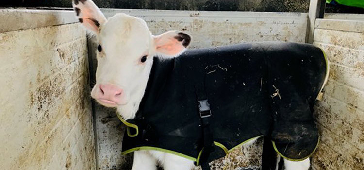 Coldiretti: a Noci cappottini per proteggere i vitelli dalla morsa del gelo