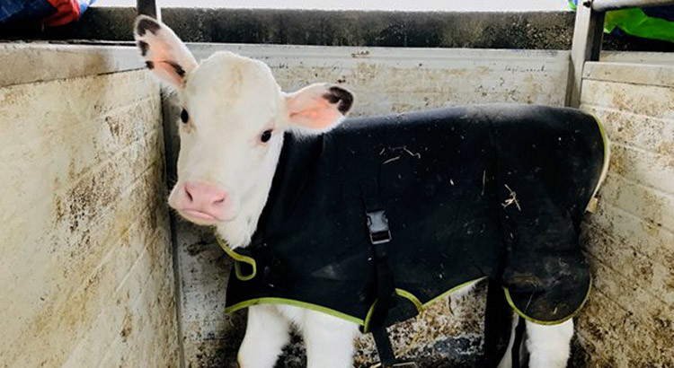 Coldiretti: a Noci cappottini per proteggere i vitelli dalla morsa del gelo