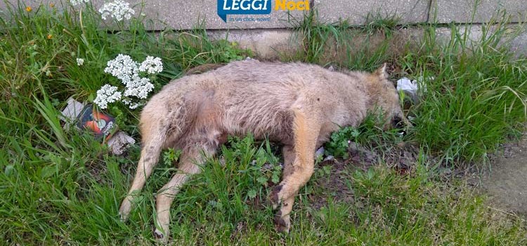 Carcassa di lupo sulla provinciale per Putignano