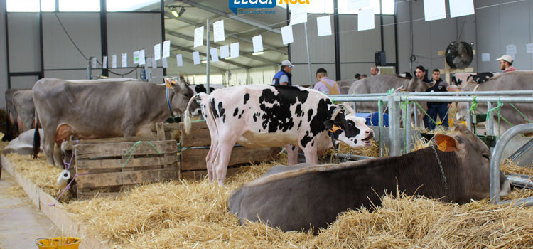 Mostra bovina del Centro Sud: riflessioni sul comparto zootecnico