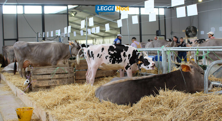 Mostra bovina del Centro Sud: riflessioni sul comparto zootecnico Mostra bovina del Centro Sud: riflessioni sul comparto zootecnico