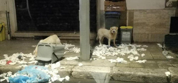 Ci stavano provando … annullata la conferenza stampa