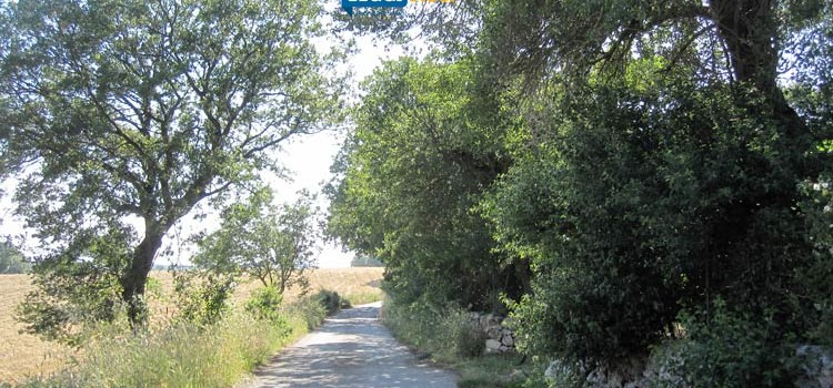 Stato di grave pericolosità per gli incendi boschivi