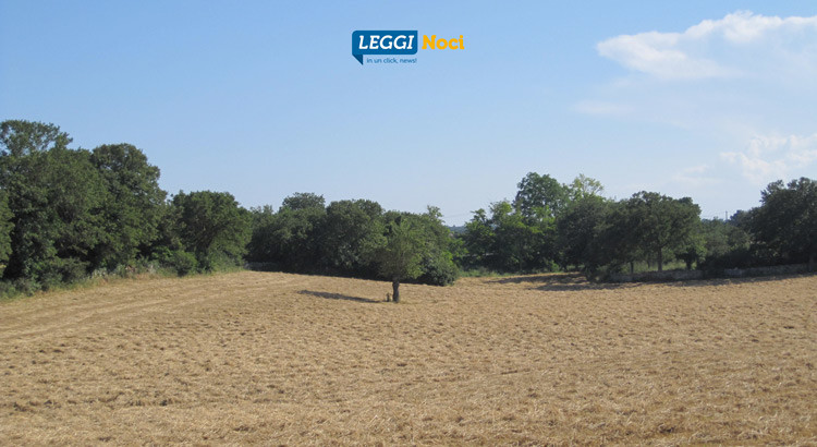 Coldiretti Puglia: famiglie scelgono vacanze in agriturismo, aumentano i vip contadini Coldiretti Puglia: famiglie scelgono vacanze in agriturismo, aumentano i vip contadini