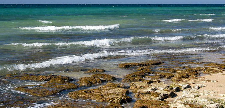 Alga tossica a Torre Canne, sindaco ordina il divieto di balneazione Alga tossica a Torre Canne, sindaco ordina il divieto di balneazione