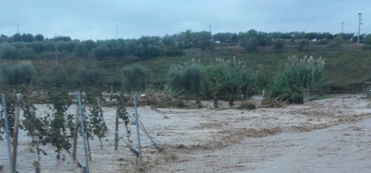 Maltempo: Coldiretti denuncia danni all’olivicoltura, “quadro apocalittico”
