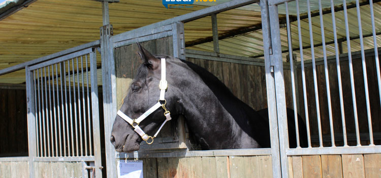 Cavallo Murgese: braccio di ferro ARCM-Ara Puglia
