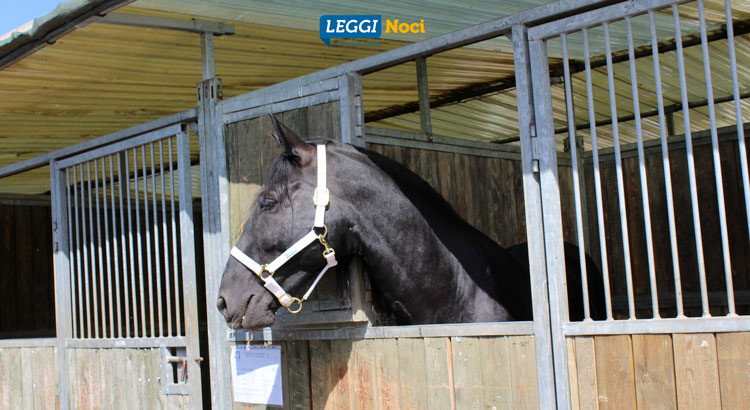 Cavallo Murgese: braccio di ferro ARCM-Ara Puglia Cavallo Murgese: braccio di ferro ARCM-Ara Puglia
