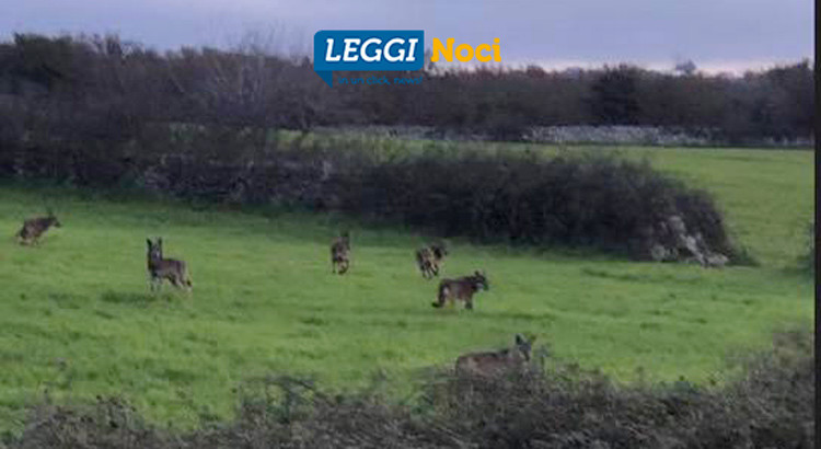 Branco di lupi avvistato alla Madonna della Scala