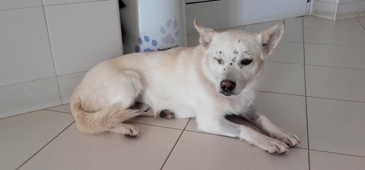 Ardone: “Romeo sta bene, è l’esempio del bene che vince sul male”