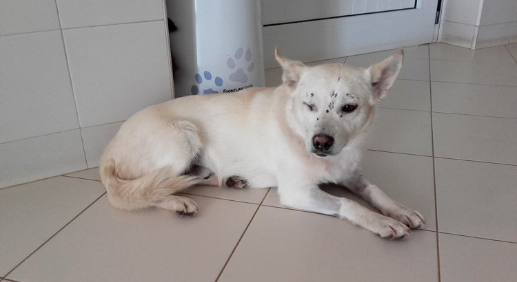 Ardone: “Romeo sta bene, è l’esempio del bene che vince sul male”