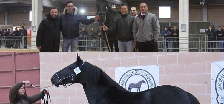 Gli allevatori nocesi si distinguono al Mercato-Concorso del cavallo Murgese