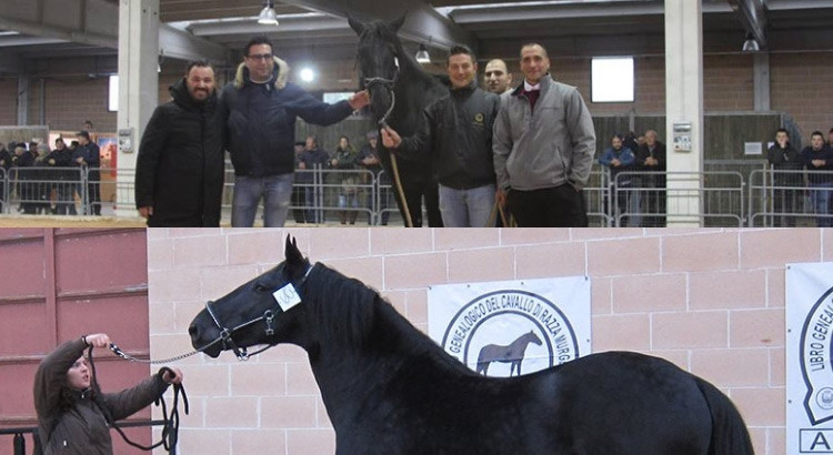 Gli allevatori nocesi si distinguono al Mercato-Concorso del cavallo Murgese