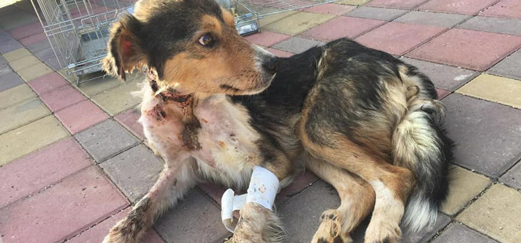 Il Sindaco denuncia il maltrattamento animale