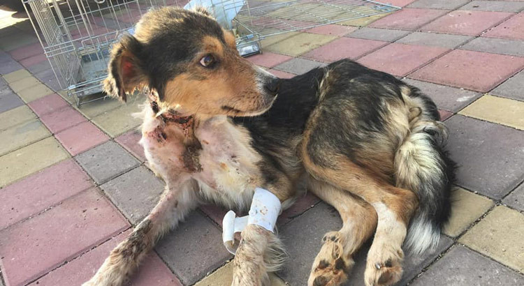 Il Sindaco denuncia il maltrattamento animale