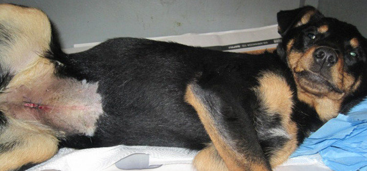 Sterilizzazione cani padronali: ancora disponibili le risorse