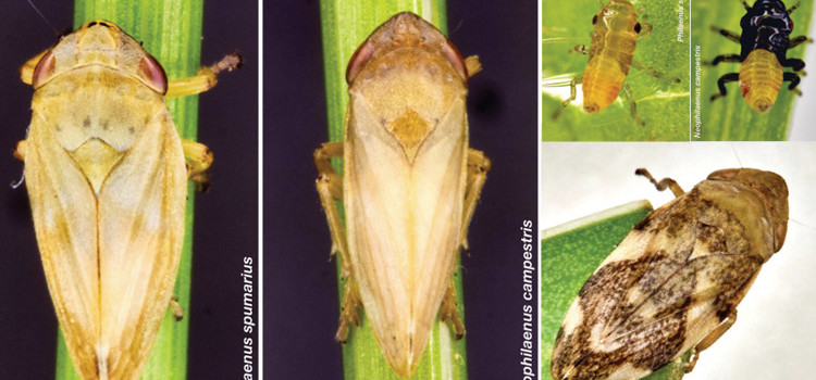 Emergenza Xylella: aprile mese importante per interventi preventivi