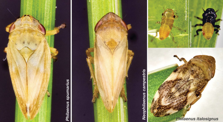 Emergenza Xylella: aprile mese importante per interventi preventivi Emergenza Xylella: aprile mese importante per interventi preventivi