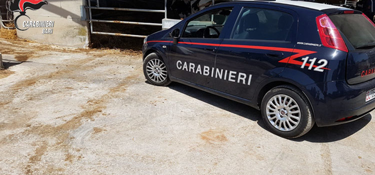 Scoperta una masseria dove lavoravano due pastori in condizioni di sfruttamento. Arrestati i due proprietari
