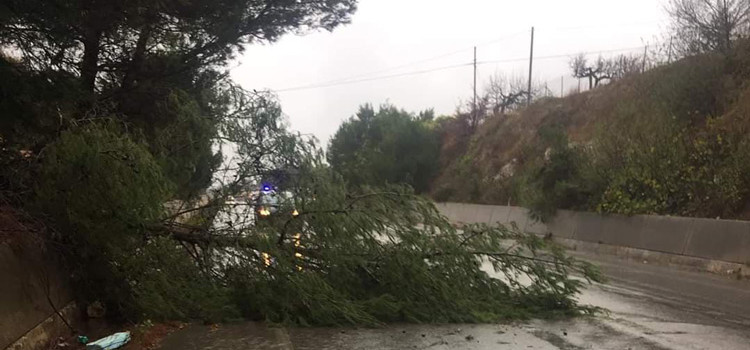 MALTEMPO E DISAGI: crolla un albero sulla Noci-Putignano