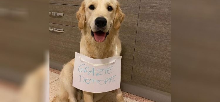 Ingerisce boccone avvelenato, Rio salvato dal veterinario: «grazie dottore»