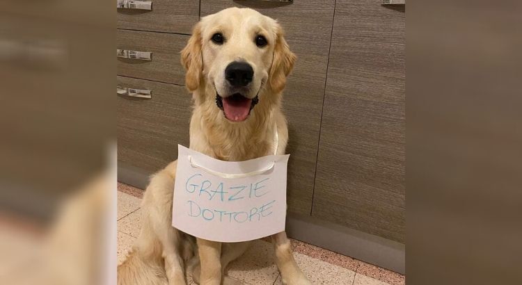 Ingerisce boccone avvelenato, Rio salvato dal veterinario: «grazie dottore»