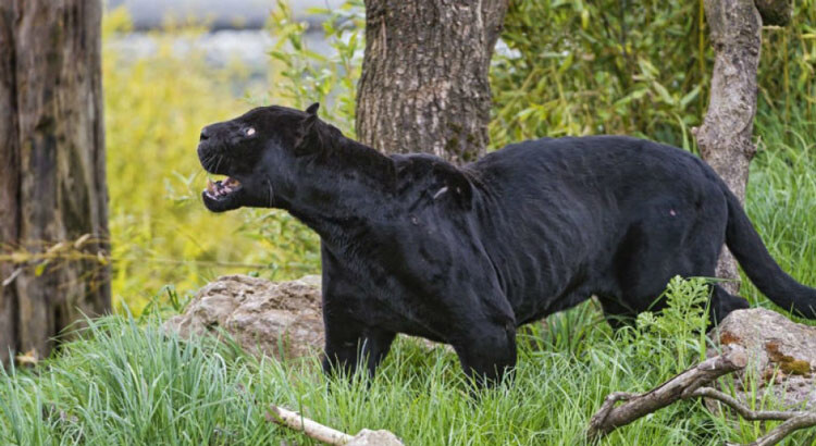 Pericolo pantera sul territorio Pericolo pantera sul territorio