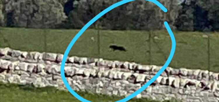 Ancora avvistamenti: pantera sul territorio