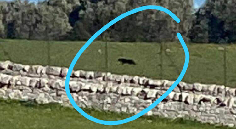 Ancora avvistamenti: pantera sul territorio