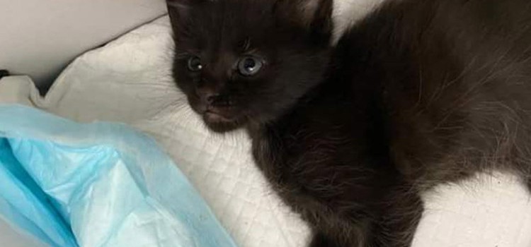 Automobilista investe un gattino e scappa