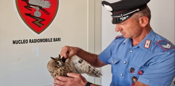 Gufo ferito salvato da un Carabiniere
