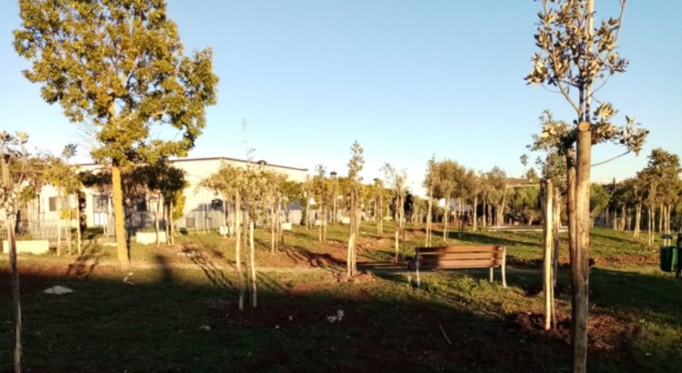 Un Albero per la Vita: domenica 20 novembre la cerimonia di inaugurazione