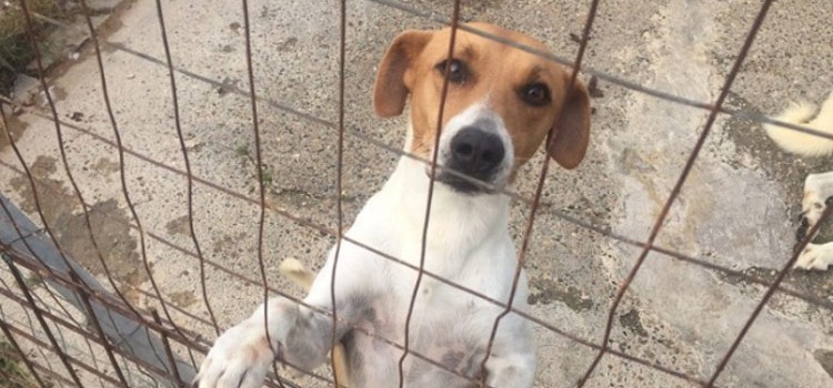 Nisi: “Lotta al randagismo finalizzata a garantire tanto il benessere degli animali”