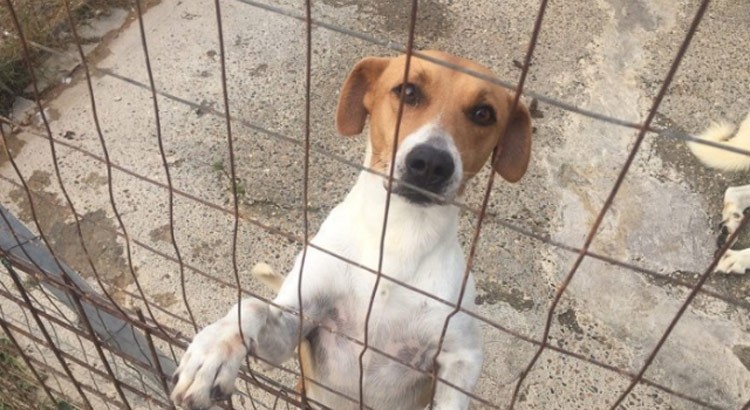 Nisi: “Lotta al randagismo finalizzata a garantire tanto il benessere degli animali” Nisi: “Lotta al randagismo finalizzata a garantire tanto il benessere degli animali”