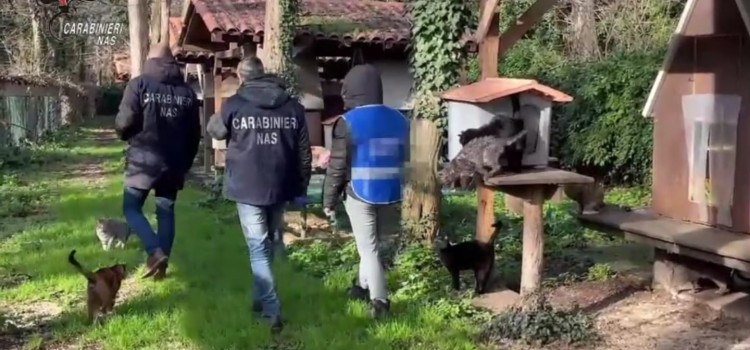 Vasta operazione di controllo di canili e gattili