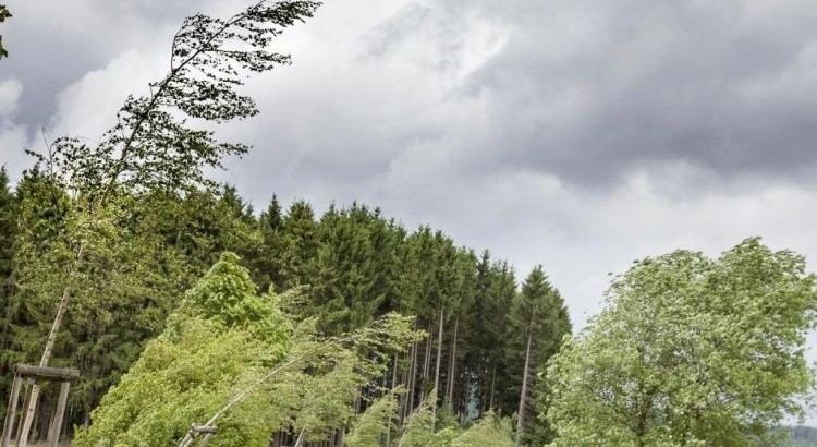 Meteo: tornano le raffiche di vento nel fine settimana Meteo: tornano le raffiche di vento nel fine settimana