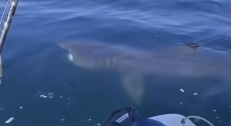 Il raro avvistamento dello squalo elefante a Polignano