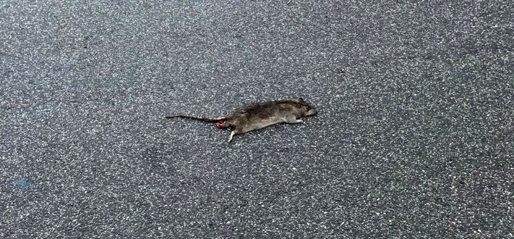 Presenze sconcertanti: la necessità di una derattizzazione comunale