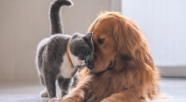 I nocesi e i loro amici a quattro zampe I nocesi e i loro amici a quattro zampe