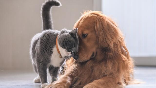 I nocesi e i loro amici a quattro zampe I nocesi e i loro amici a quattro zampe