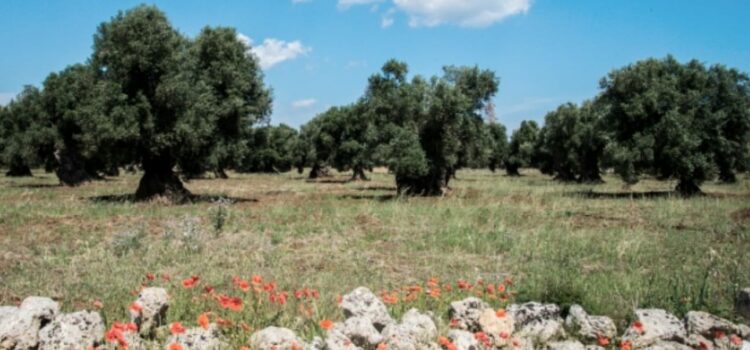 Regione impone pulizia per contrastare la diffusione della Xylella