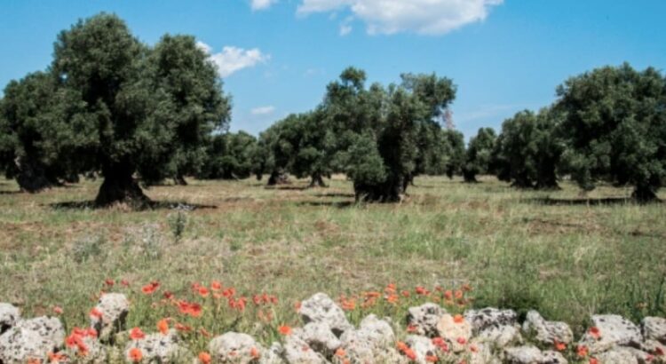 Regione impone pulizia per contrastare la diffusione della Xylella