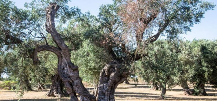 Trattamenti obbligatori contro la Xylella entro il 10 Giugno