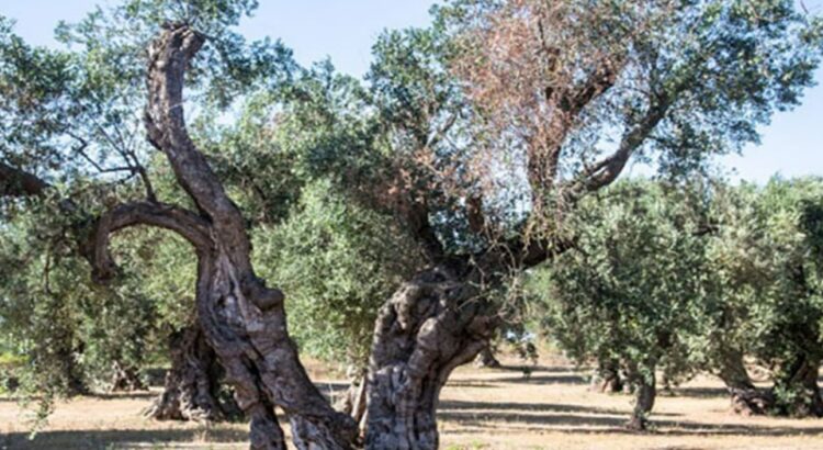 Trattamenti obbligatori contro la Xylella entro il 10 Giugno Trattamenti obbligatori contro la Xylella entro il 10 Giugno